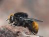 Merodon equestris